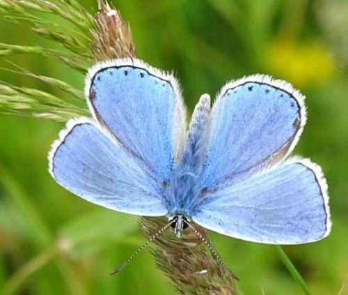 Réf. 206 622 : Polyommatus bellargus